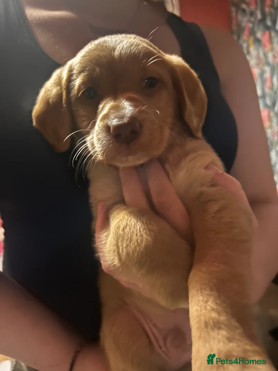Mixed Breed dogs for sale: Labrador X Sproodle - Advert 17