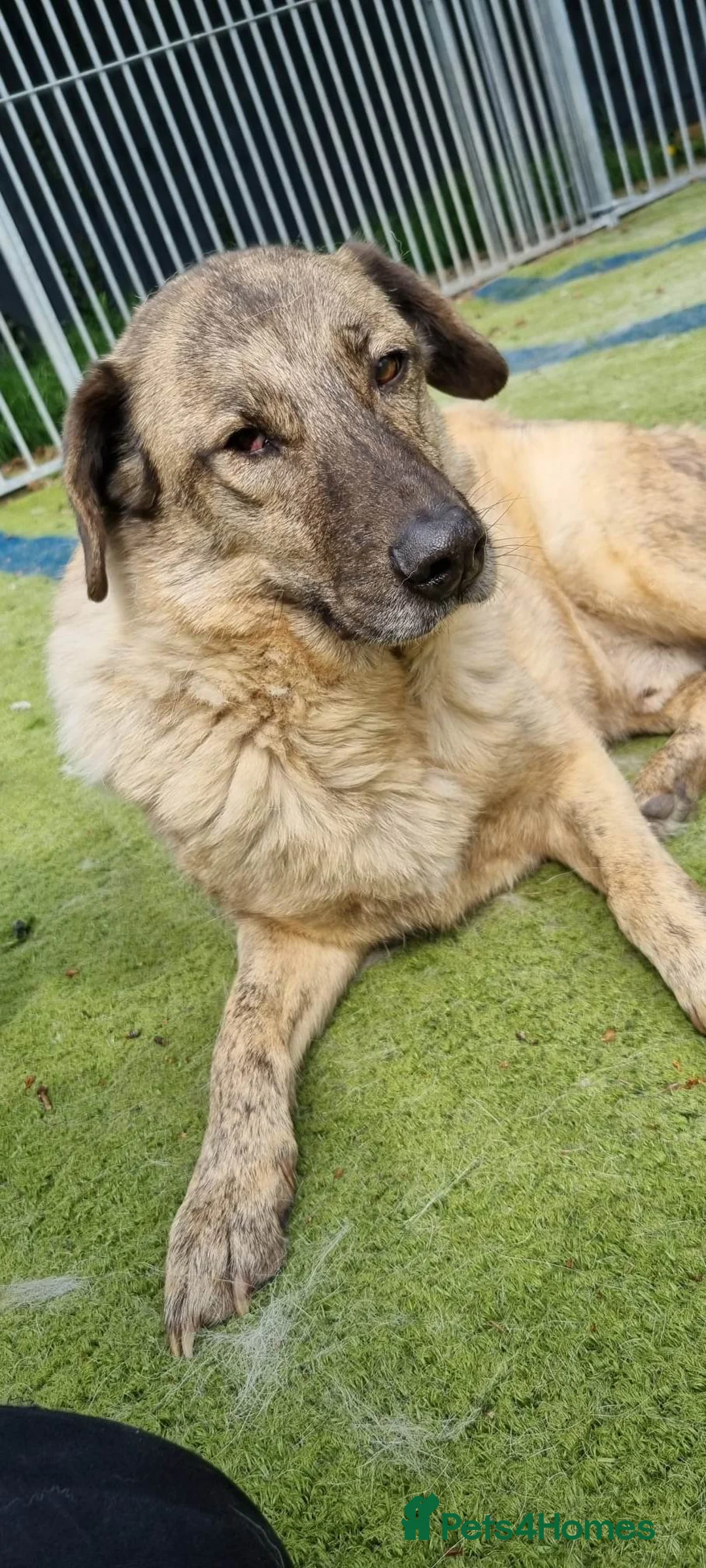 Mixed Breed dogs for adoption: Mischu - looking for a family in Ayr - Advert 10