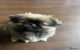 Pekingese dogs for sale: PEEKAPOM (Pekingese/Pomeranian) LAST GIRL LEFT - Image 5