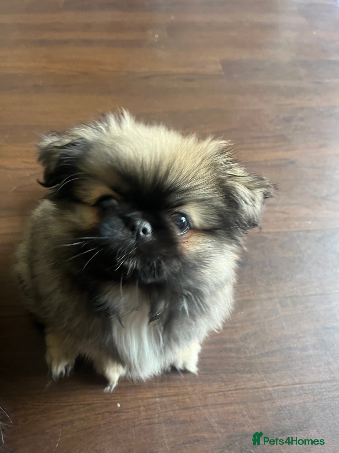 Pekingese dogs for sale: PEEKAPOM (Pekingese/Pomeranian) LAST GIRL LEFT - Image 5