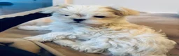 Maltese dogs for sale: Luxury Maltese“Doll Face”Puppies–Korean Bloodlline - Advert 8