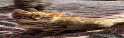 British Shorthair cats for sale: Adorable BSH BLH kittens ready to go. - Advert 21