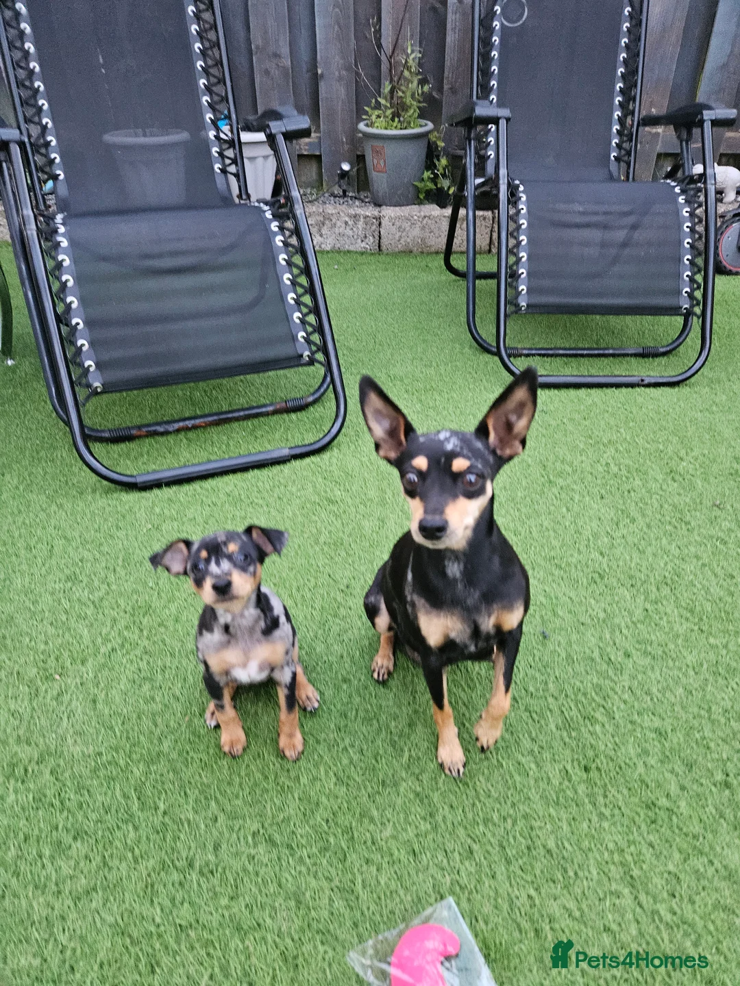Miniature Pinscher dogs for sale: Miniature Pincher Female - Advert 2