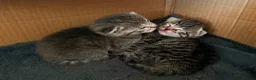 Mixed Breed cats for sale: Russian Blue Mix Kittens  - Advert 10