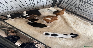Jack Russell dogs - Advert 7