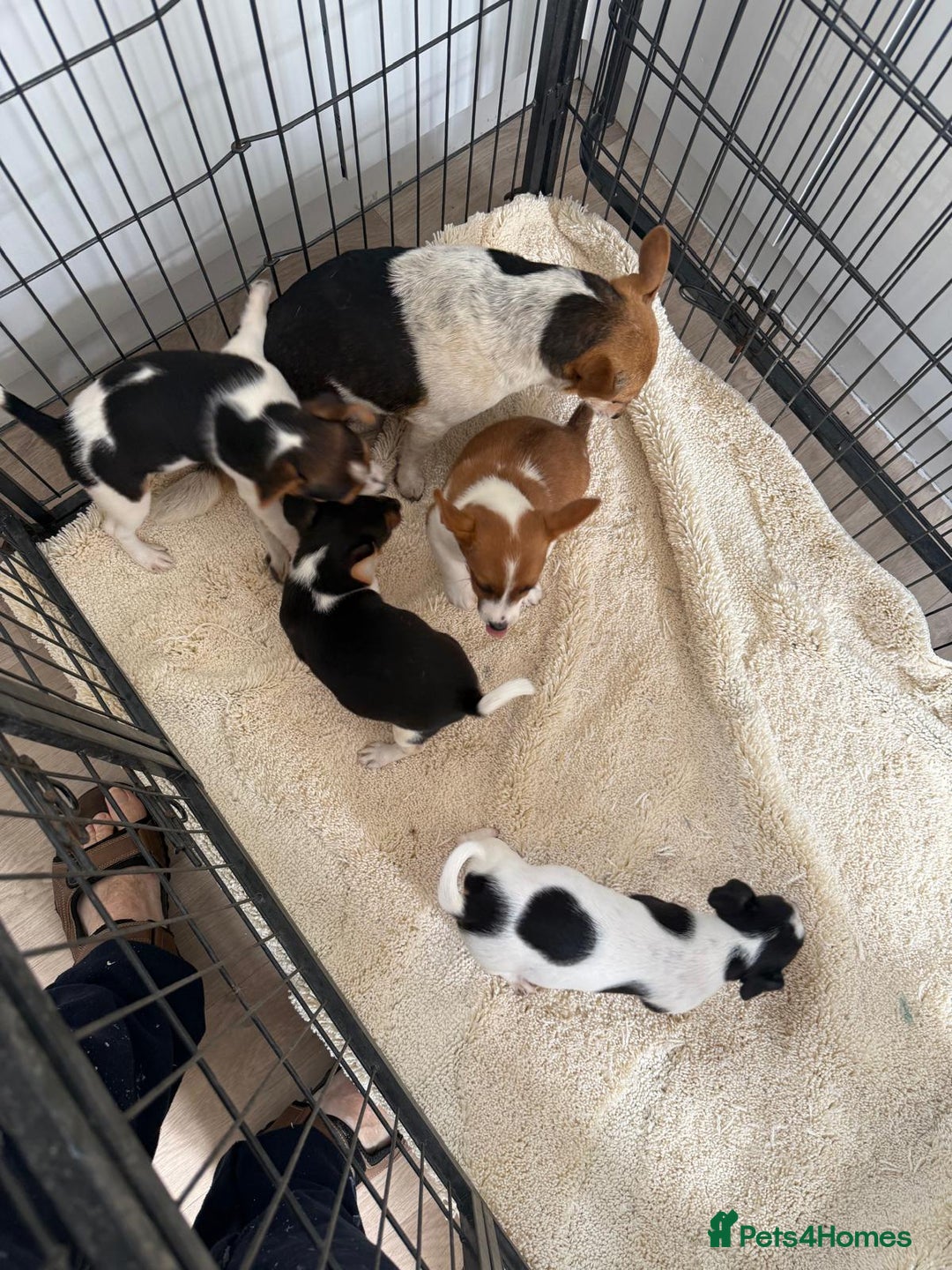 Jack Russell dogs for sale: Full breed jack Russell puppies for sale - Image 3