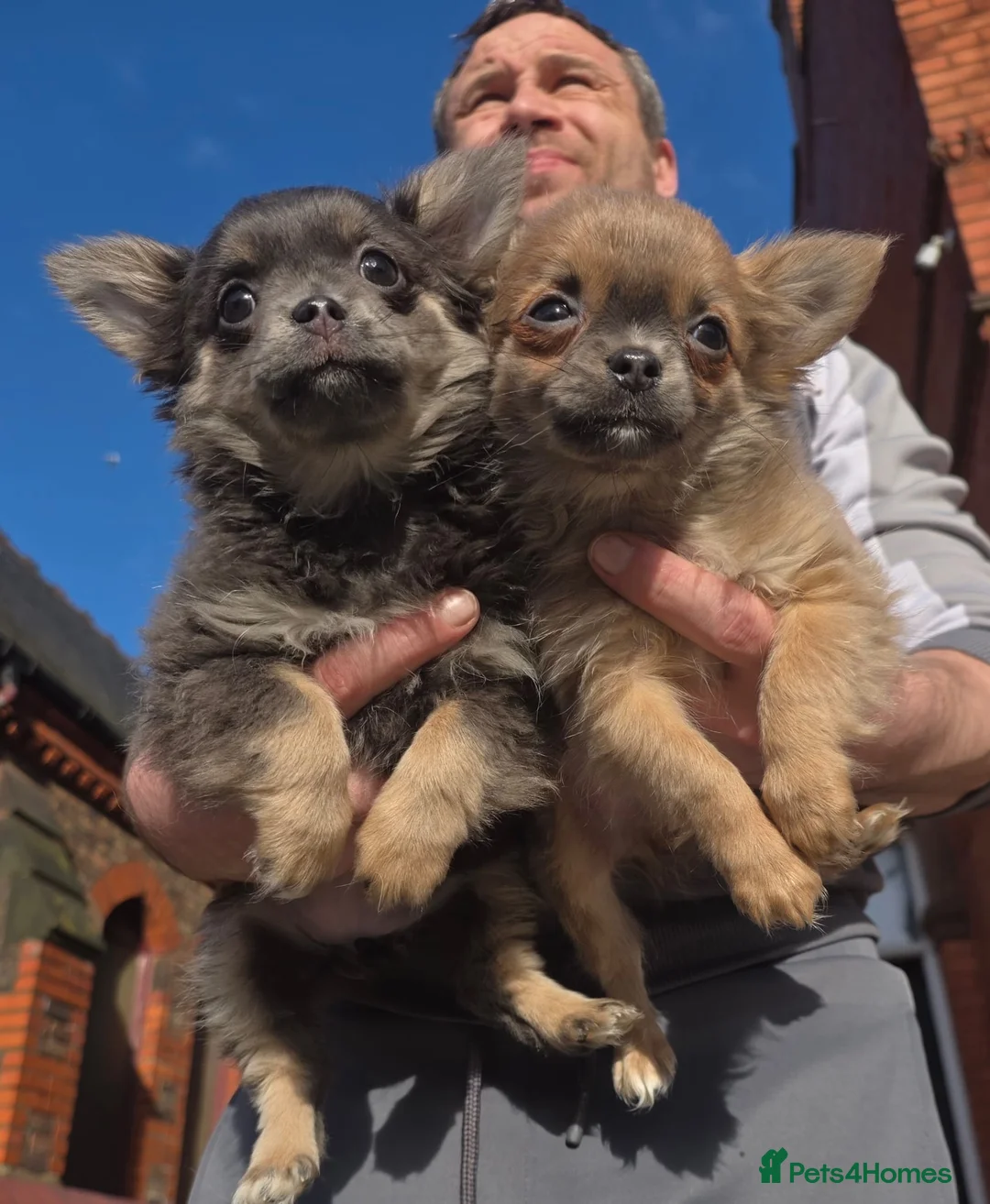 Chihuahua dogs for sale: Cheeky Chihuahua puppies long haired in Liverpool - Advert 1