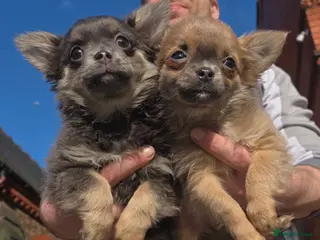 Chihuahua dogs Cheeky Chihuahua puppies long haired - Advert 6