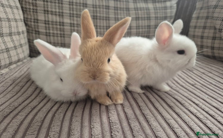 Mini Lop rabbits - Advert 1