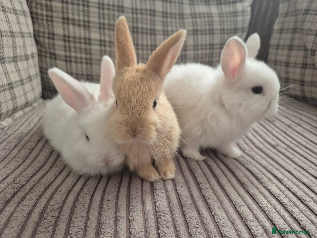 Mini Lop rabbits for sale: 3 baby mini lop rabbits for sale  - Image 1