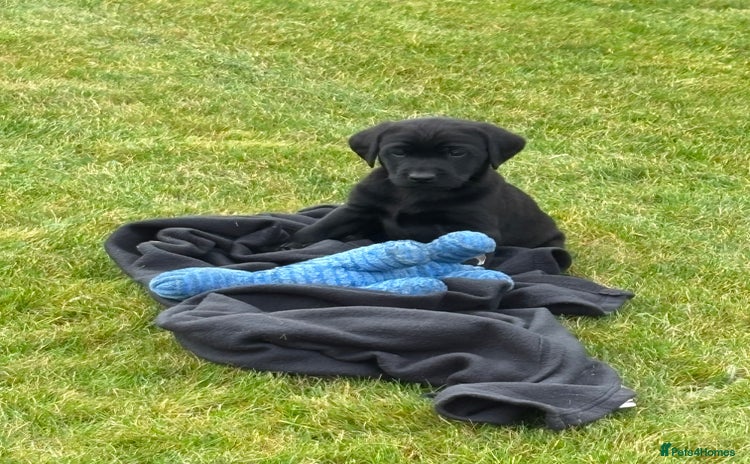 Labrador Retriever dogs - Advert 1