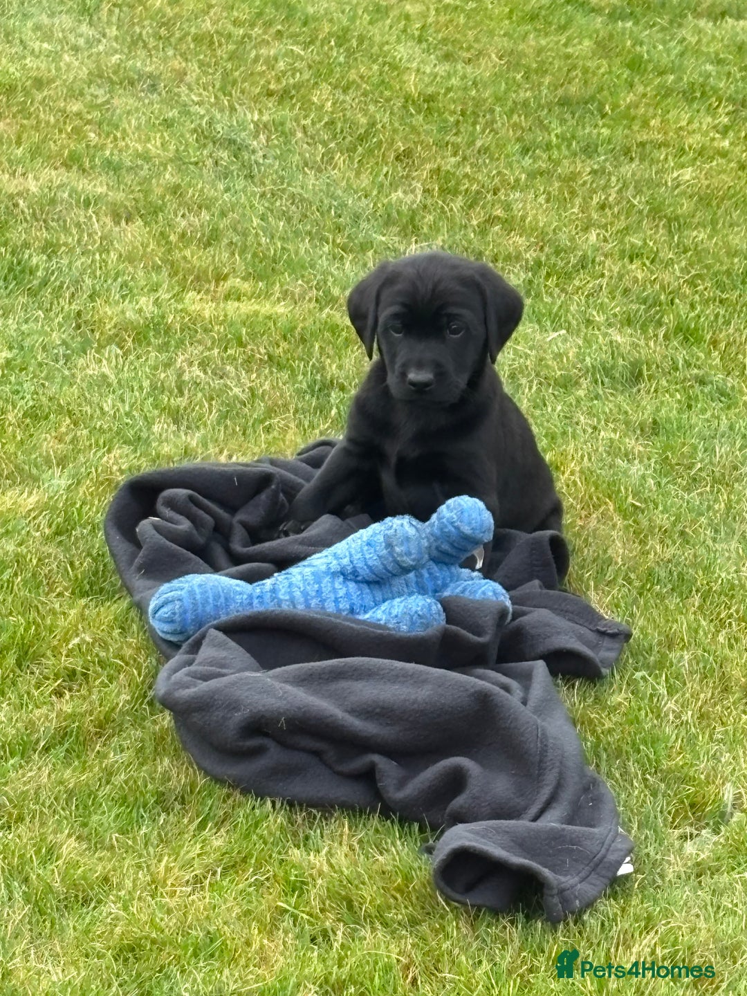 Labrador Retriever dogs for sale: Beautiful Black Labrador Puppies KC Registered  - Image 1