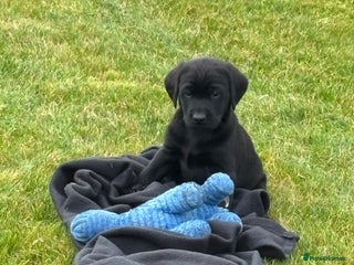 Labrador Retriever dogs - Advert 6