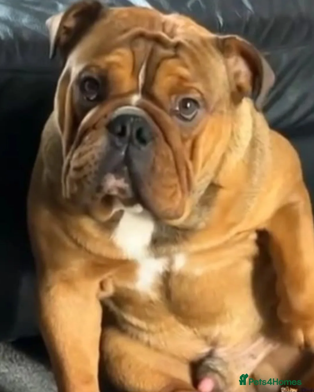 English Bulldog dogs for stud: Kc registered Choc sable EBD STUD ONLY in Bradford - Advert 13
