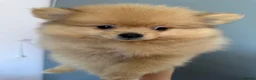 Pomeranian dogs for sale: Small pedigree boys left  - Advert 18