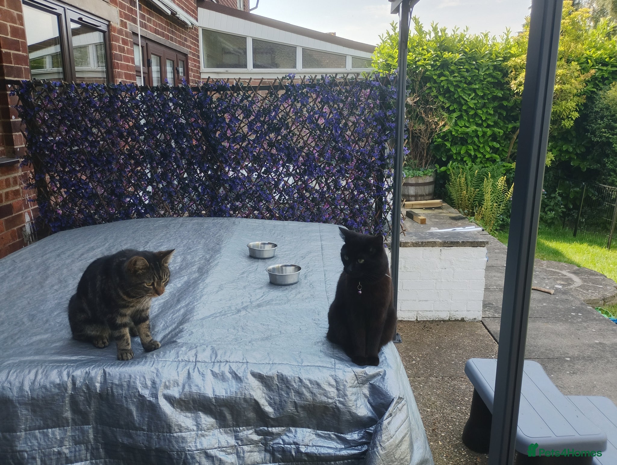 Mixed Breed cats Cats for rehoming  - Advert 1