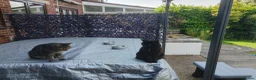 Mixed Breed cats for sale: Cats for rehoming  - Advert 1