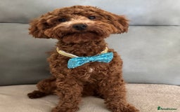 Miniature Poodle dogs for stud: Miniature Poodle Stud  - Image 2