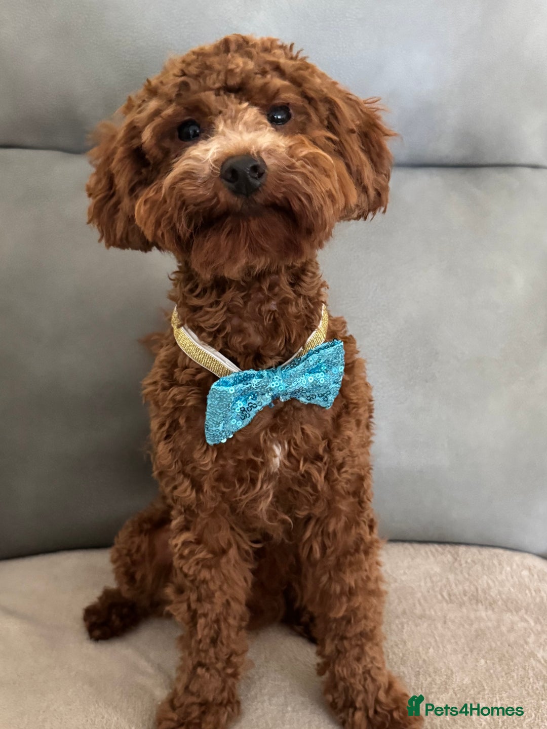 Miniature Poodle dogs for stud: Miniature Poodle Stud  - Image 2