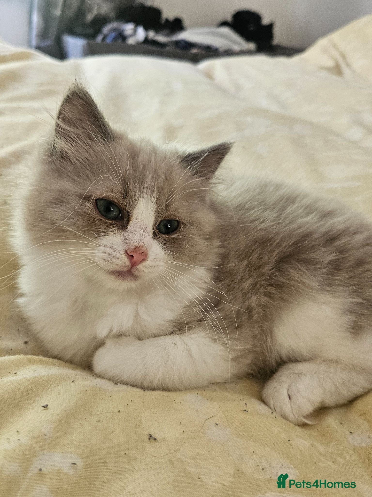 Ragdoll cats Bicolour ragdoll ready now - Advert 16