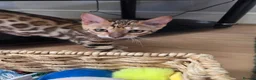 Bengal cats for sale: READY NOW FULL BENGAL KITTENS TICA REGISTERED  - Advert 1