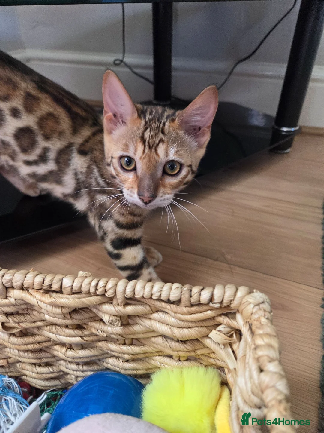 Bengal cats for sale: READY NOW FULL BENGAL KITTENS TICA REGISTERED  - Advert 1