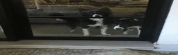 Border Collie dogs for adoption: Reyna  in ELY - Advert 8