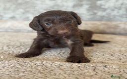 Cockapoo dogs for sale: BEAUTIFUL MERLE COCKER POO PUPPIES, HEALTH TESTED - Image 14