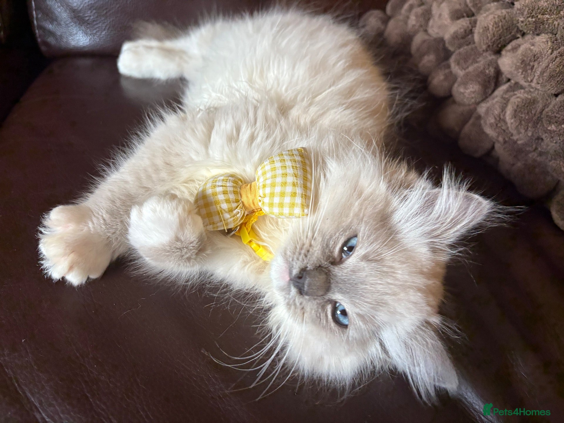 Ragdoll cats Beautiful Lilac Mitted Colourpoint Ragdoll Kittens - Advert 14