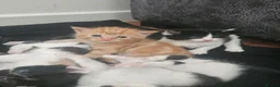 Mixed Breed cats for sale: Mixed Maine Coon kittens  - Advert 12