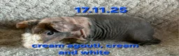 Guinea Pig rodents for sale: 6 male skinny/werewolf pig boars  - Advert 1