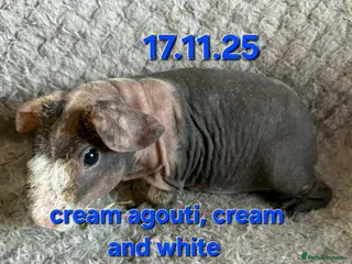 Guinea Pig rodents 2 male skinny pig boars - Advert 14