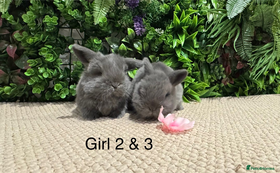 Mini Lop rabbits for sale: ⭐️ pure bred mini lops ⭐️ ready 27th dec - Advert 9