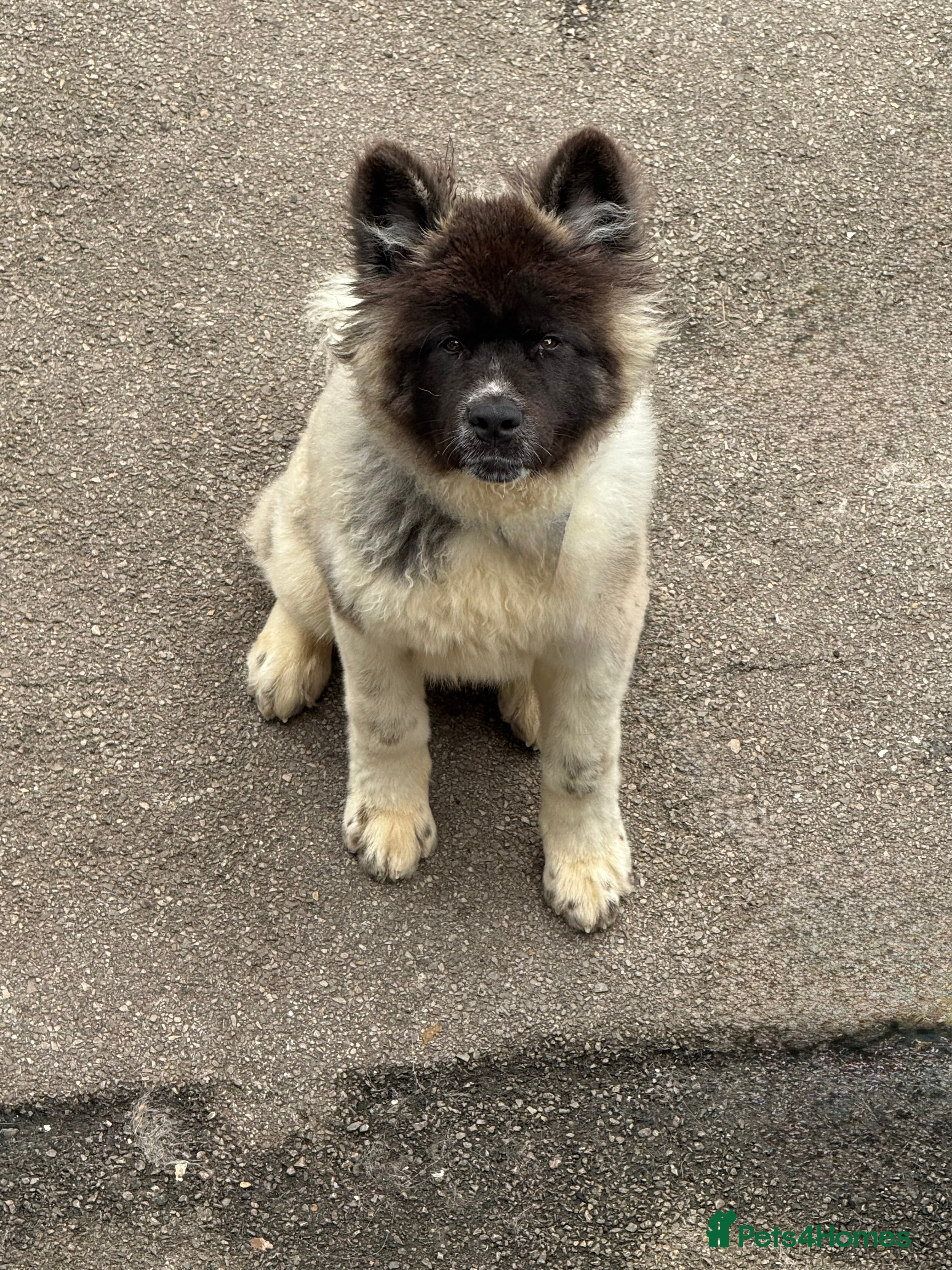 Akita dogs Big bear head Akita 1 year old  - Advert 2
