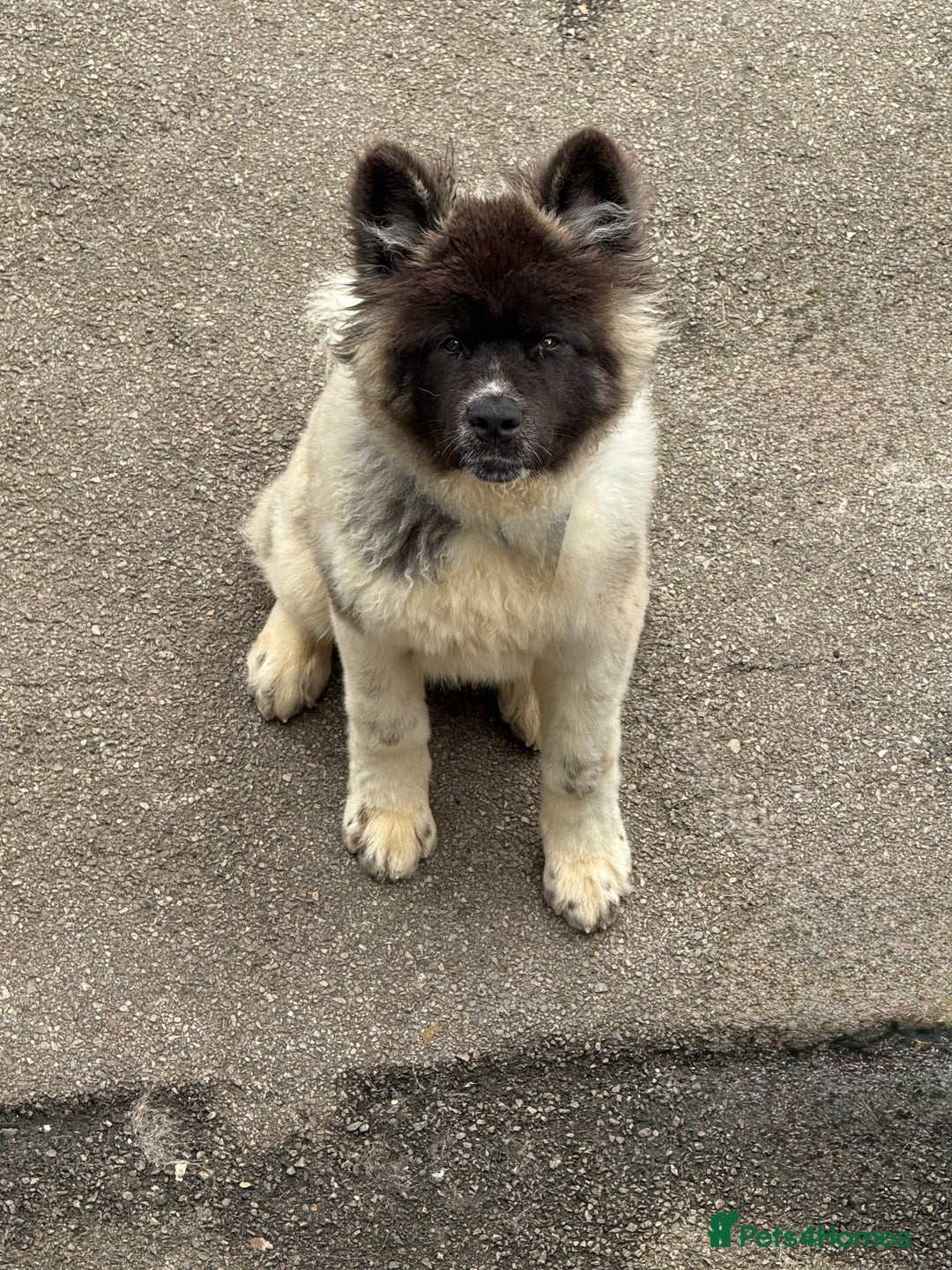 Akita dogs for sale: Big bear head Akita 1 year old  - Advert 1