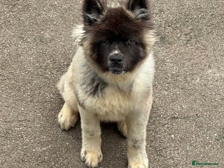 Akita dogs Big bear head Akita 1 year old - Advert 1