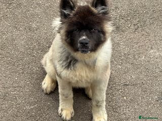Akita dogs (RESERVED) Big bear head Akita 1 year old - Advert 4