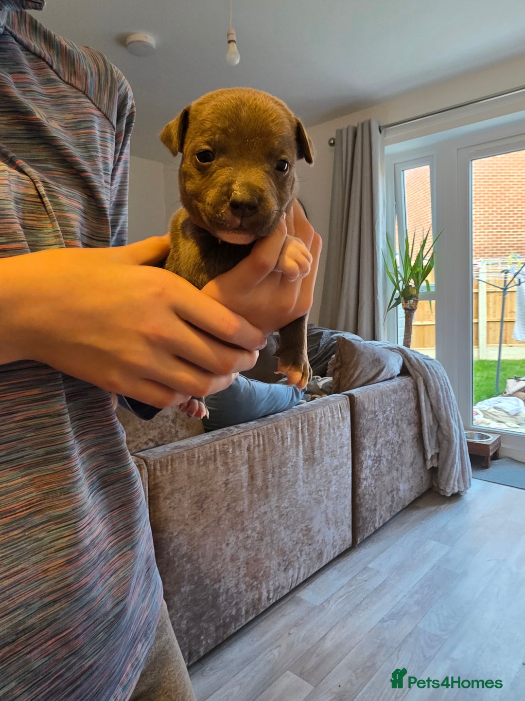 Staffordshire Bull Terrier dogs for sale: STAFFORDSHIRE BULL TERRIOR PUPPIES - Image 23