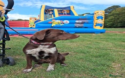 Borador dogs for sale: Borador puppies - Image 5