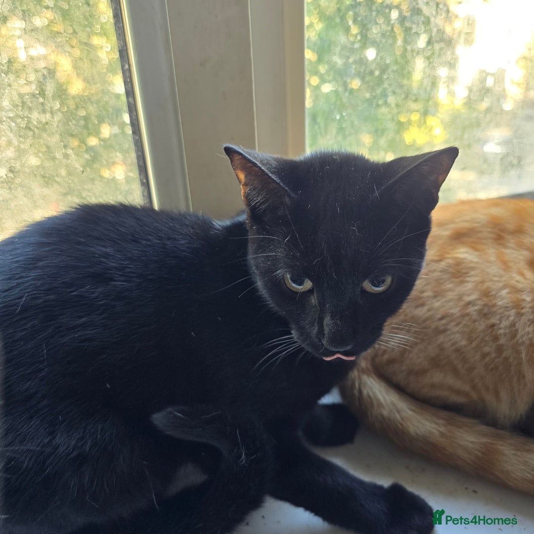 British Shorthair cats for sale: Five Energetic Adventurous Kittens - Image 8