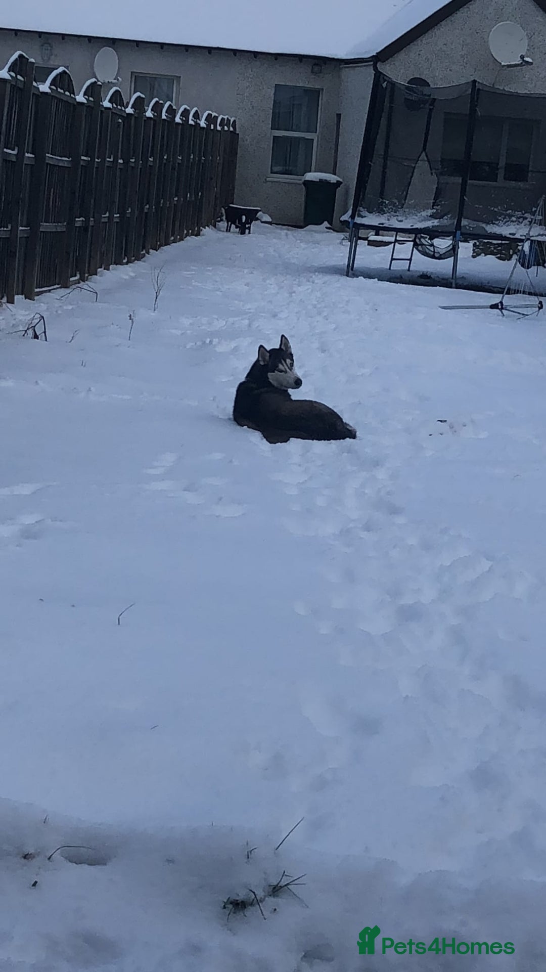 Siberian Husky dogs for sale: Rehoming my beloved Husky - Image 11