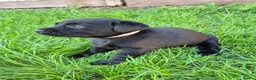 Labrador Retriever dogs for sale: Litter of 6 in Burton-on-Trent - Advert 13