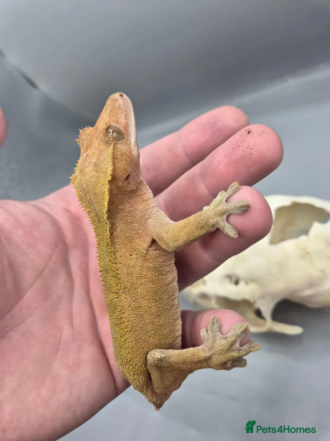 Gecko reptiles for sale: Proven red phantom Crested gecko  - Advert 2