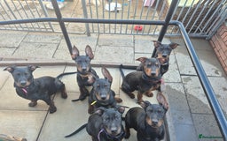 Mixed Breed dogs for sale: Laizhou Hong - Chinese Red Dog puppies - Image 4