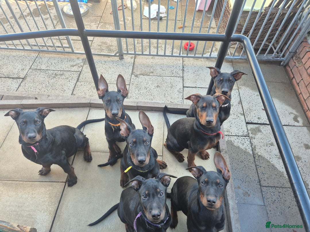 Mixed Breed dogs for sale: Laizhou Hong - Chinese Red Dog puppies - Image 4