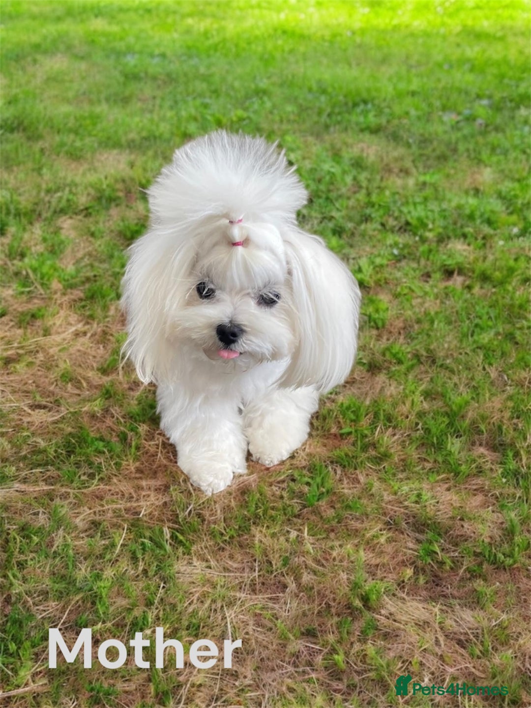 Maltipoo dogs for sale: F1 Mini Maltipoo - Advert 2