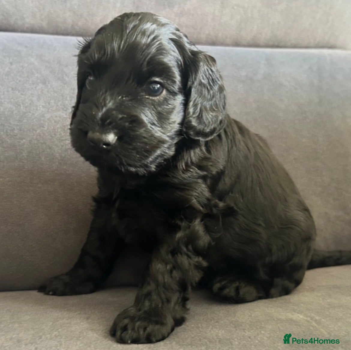 Cockapoo dogs Beautiful litter of cockapoos-Black boy available - Advert 3