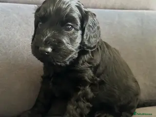 Cockapoo dogs Beautiful litter of cockapoos-Black boy available - Advert 3