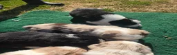 Border Collie dogs for sale: Beautiful litter of Border Collies - Advert 12