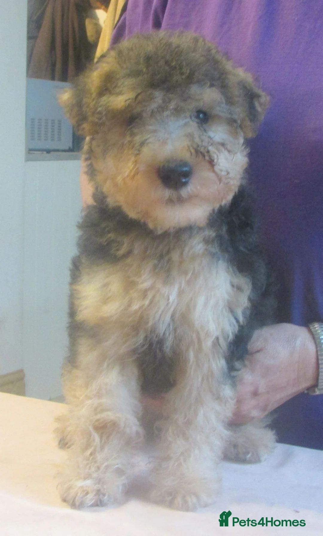Lakeland Terrier dogs for sale: KC Registered, show type Lakeland terrier. - Advert 1